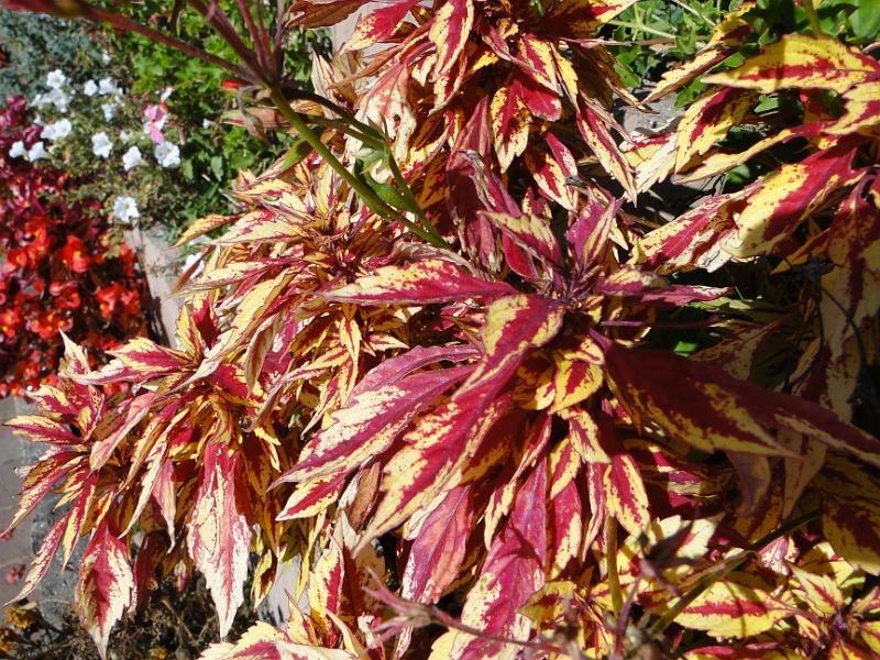 DSC02330.JPG